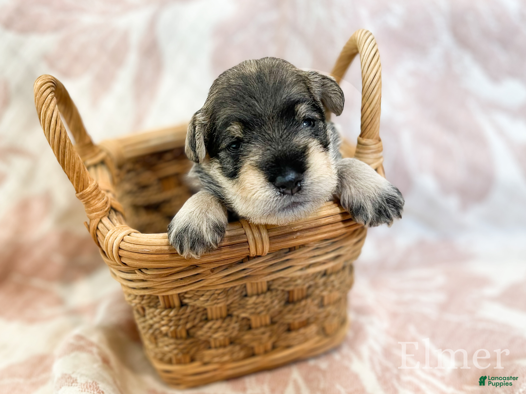Miniature Schnauzer dogs for sale: ELMER - Ad 4