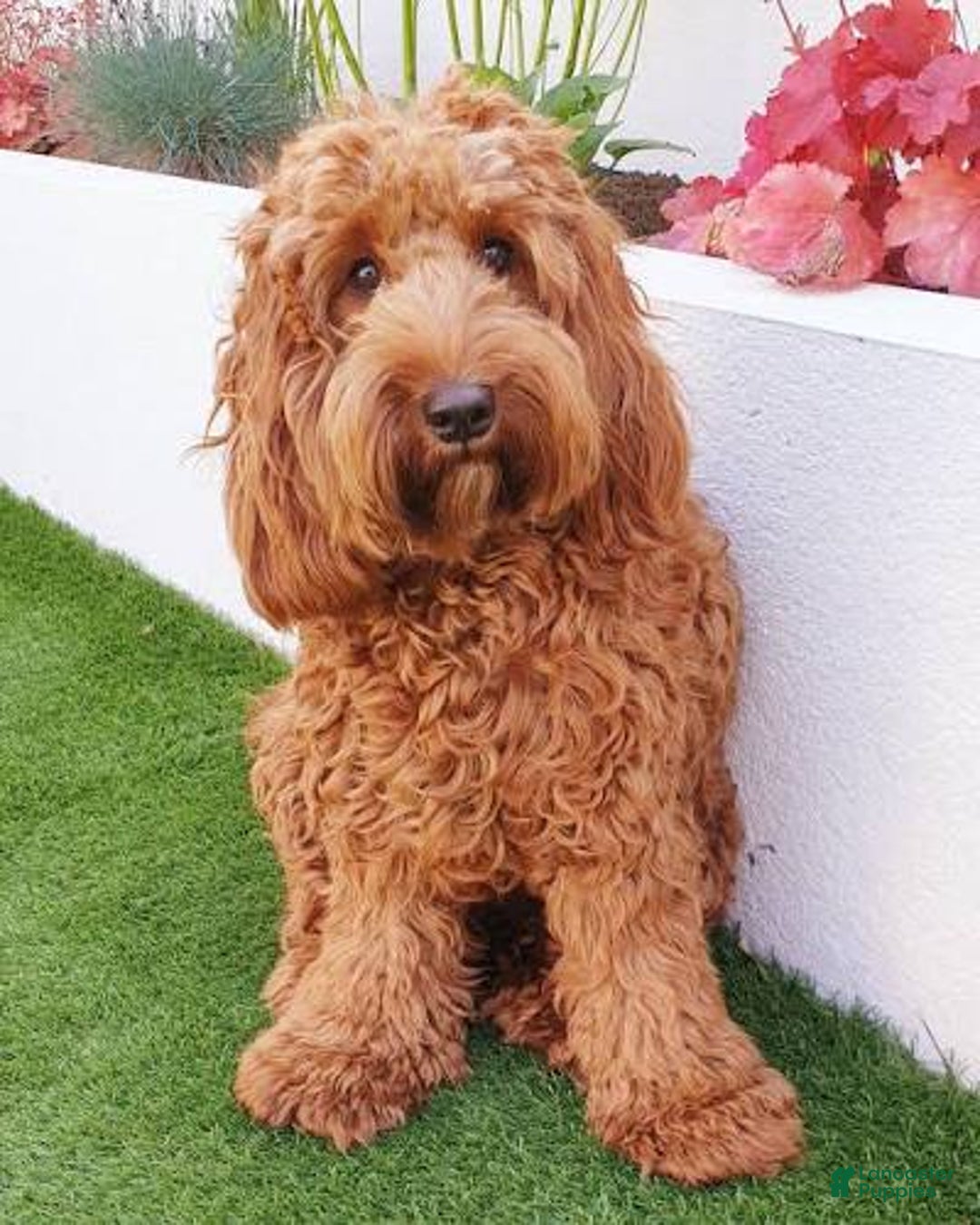 Cockapoo dogs for sale: Cockapoo Puppy 4 - Ad 1