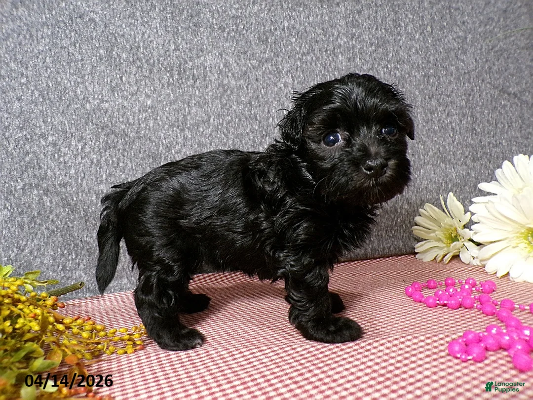 Havapoo dogs for sale: Buttons - Ad 1