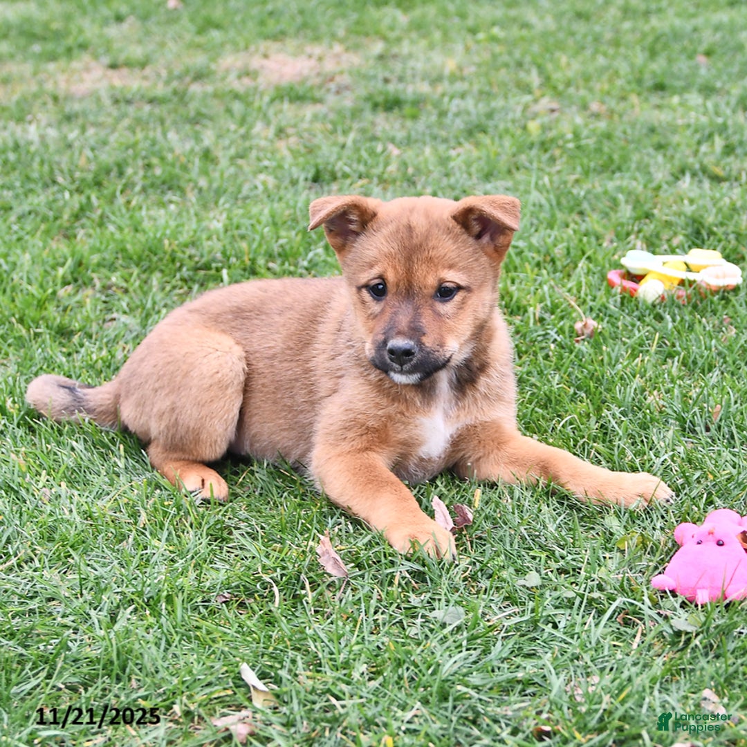 Mixed Breed dogs for sale: Missy - Ad 6