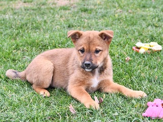 Mixed Breed dogs Missy - Ad 22