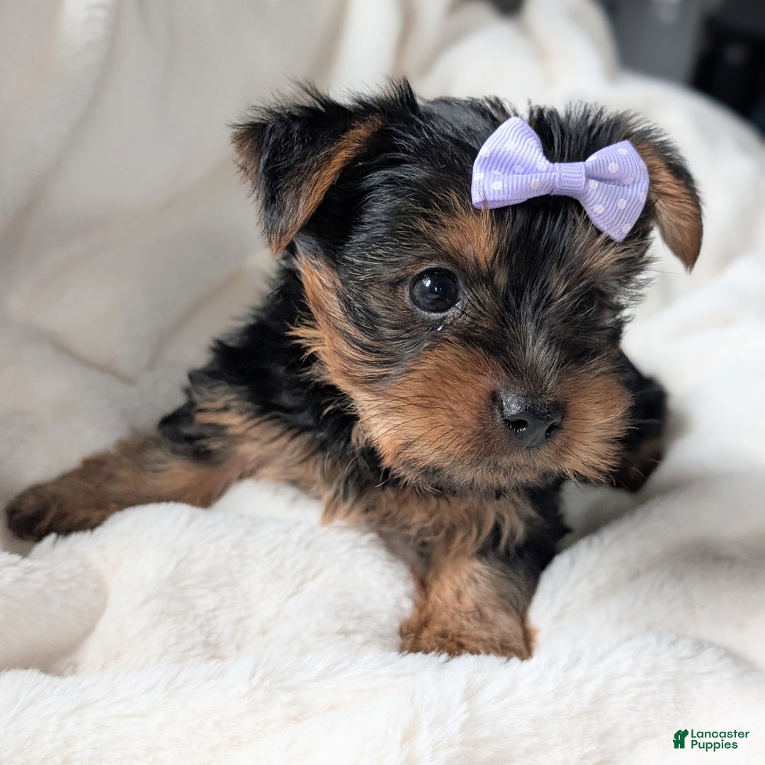Yorkshire Terrier dogs for sale: Elsa - Ad 8