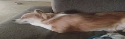 Chihuahua dogs for sale: Chihuahua 1 - Ad 3