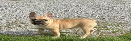 French Bulldog dogs for sale: French Bulldog Puppy 2 - Ad 12