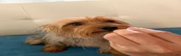 Yorkshire Terrier dogs for sale: Yorkshire Terrier 4 - Ad 3
