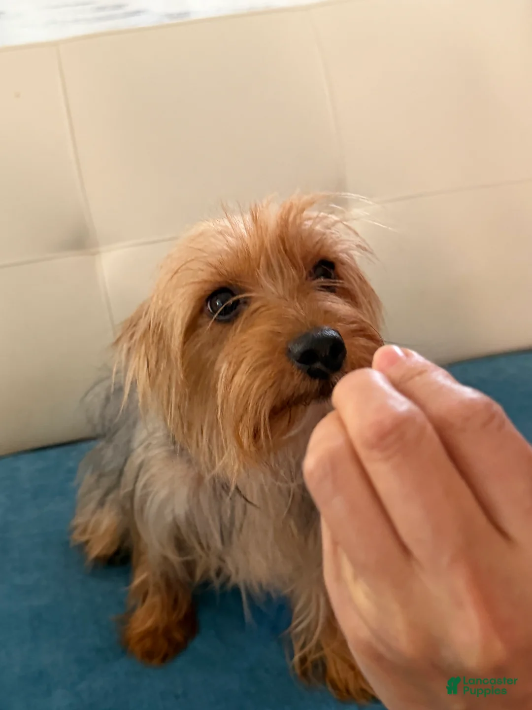 Yorkshire Terrier dogs for sale: Yorkshire Terrier 4 - Ad 3