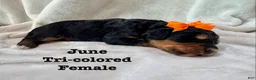 Bernedoodle dogs for sale: June  - Ad 3