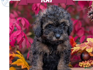 Toy Poodle dogs - Ad 4