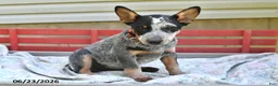Australian Cattle Dog dogs for sale: Flicker - Ad 5