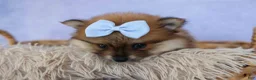 Pomeranian dogs for sale: Flossie  - Ad 11