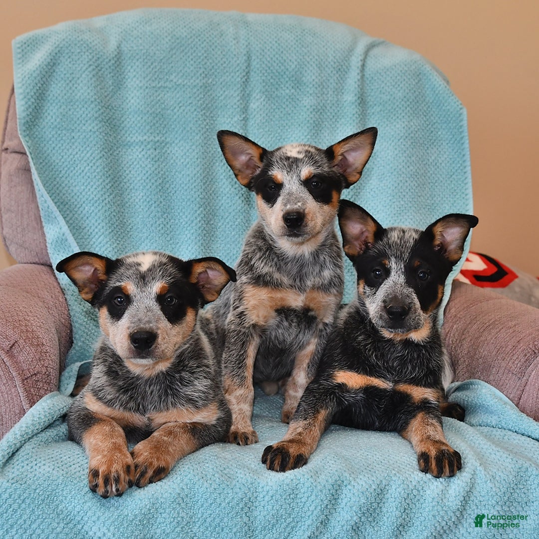 Cindy for sale in Galion Lancaster Puppies