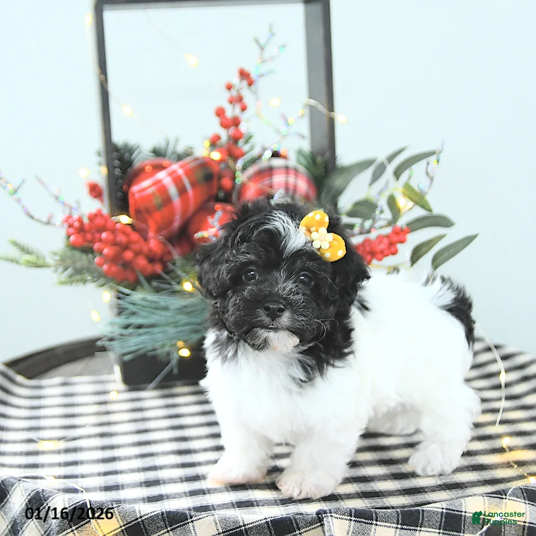 Havapoo dogs for sale: Elsa - Ad 7