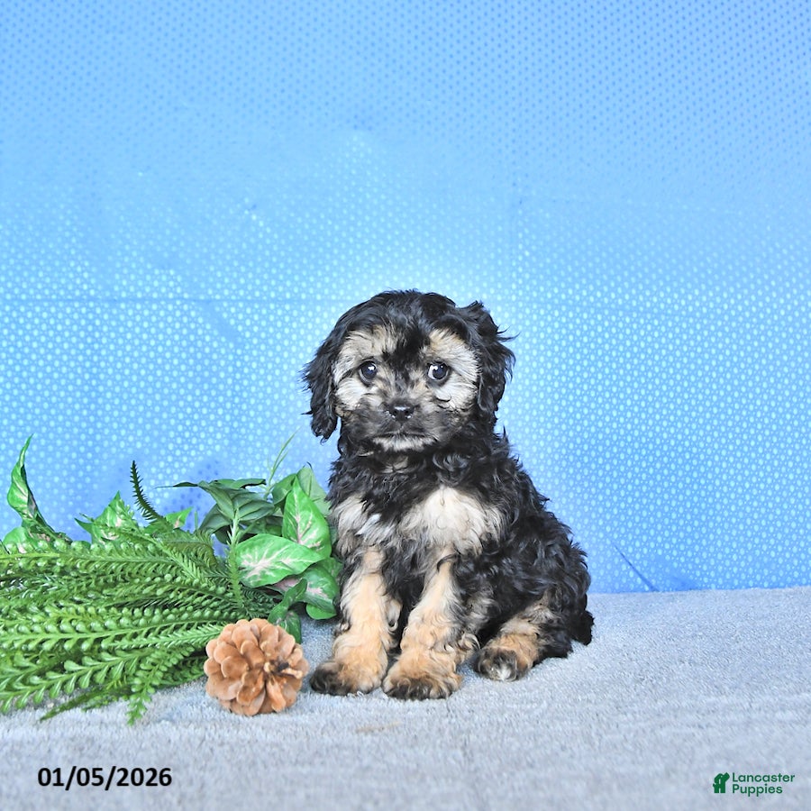 Cavapoo dogs Zeke - Ad 18