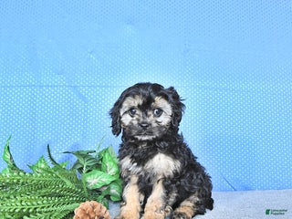 Cavapoo dogs Zeke - Ad 18
