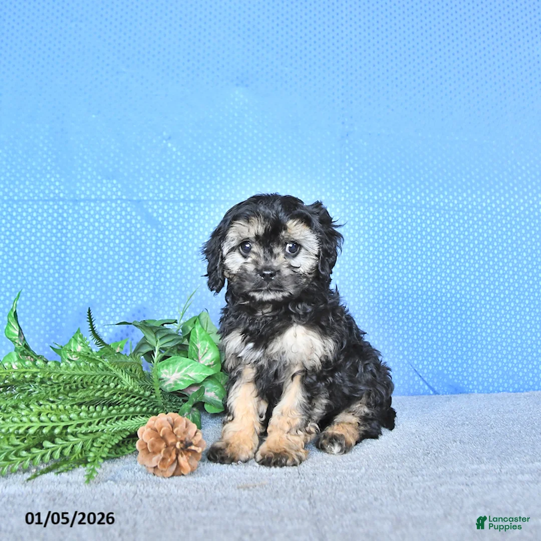 Cavapoo dogs for sale: Zeke - Ad 1