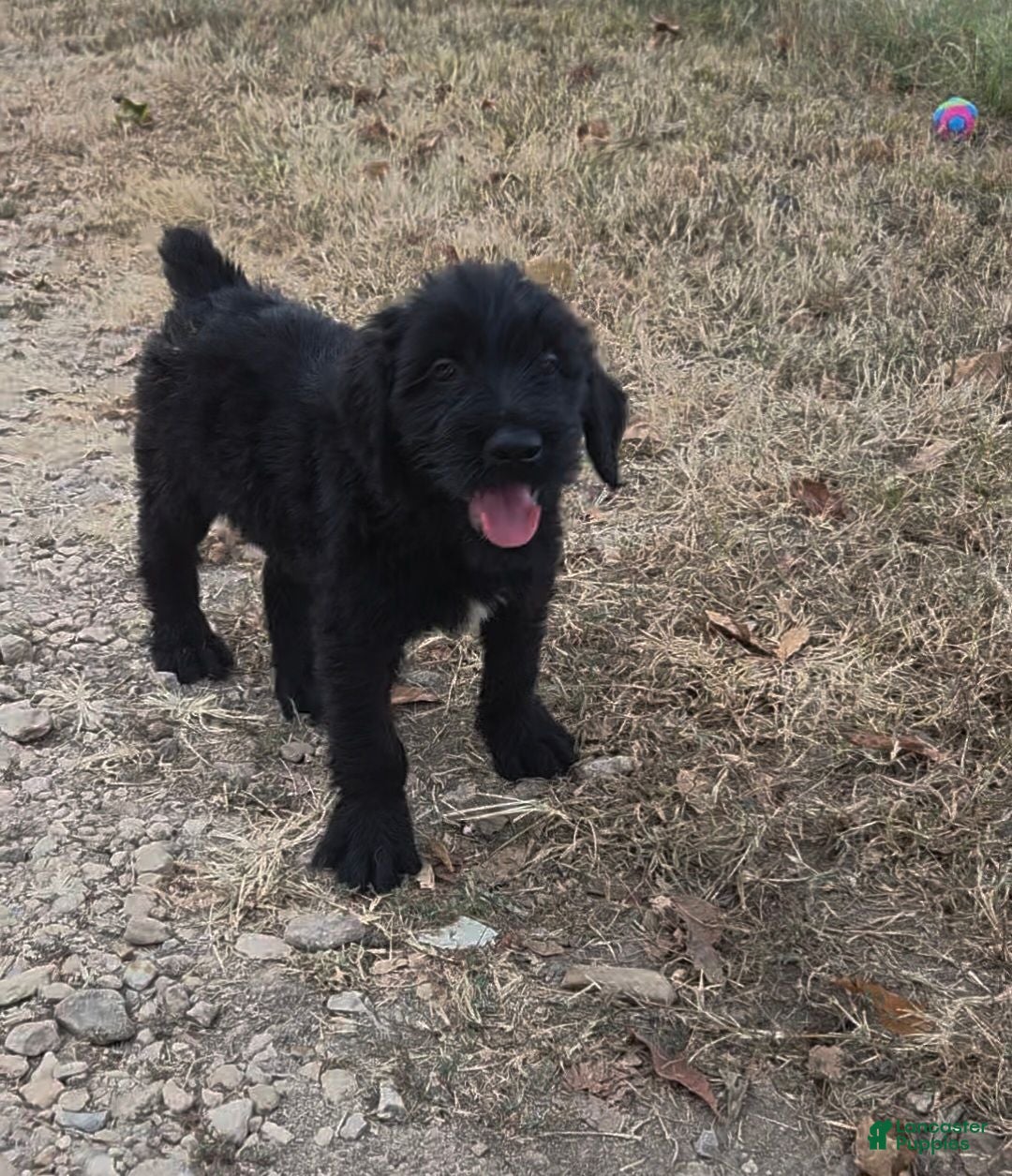 Giant Schnauzer dogs Giant Schnauzer 1 - Ad 15