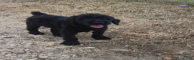 Giant Schnauzer 1