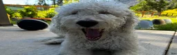 Double Doodle dogs for sale: River - F2 Double Doodle - Ad 29