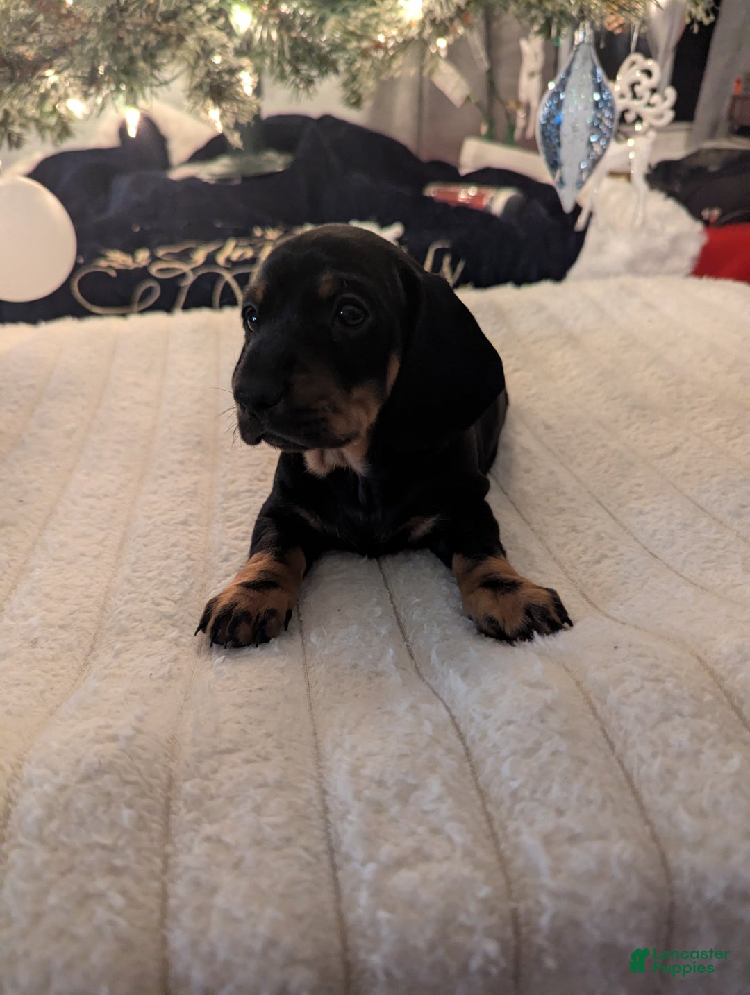 Miniature Dachshund dogs for sale: Junior - Ad 2