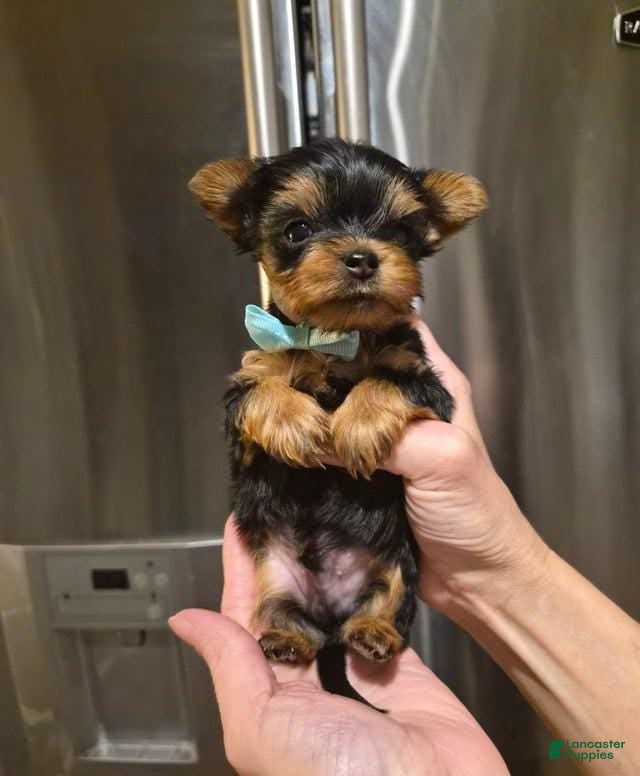 Yorkshire Terrier dogs Milo - Ad 9