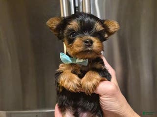 Yorkshire Terrier dogs Milo - Ad 3