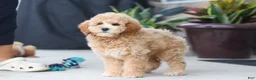 Miniature Poodle dogs for sale: Brunco - Ad 5