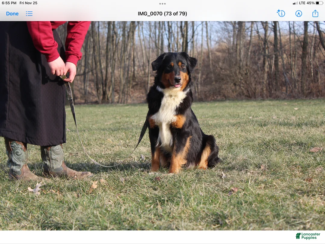 Australian Shepherd dogs for sale: Australian Shepherd Puppy 5 - Ad 7