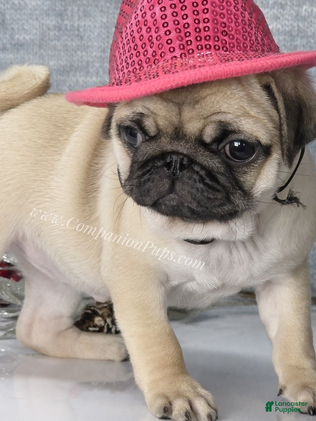 Pug dogs for sale: Marie Soft, Sweet, Playful Pug Pup! Great Christmas Present! - Ad 7