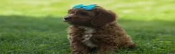 Cavapoo dogs for sale: OSCAR - Ad 13
