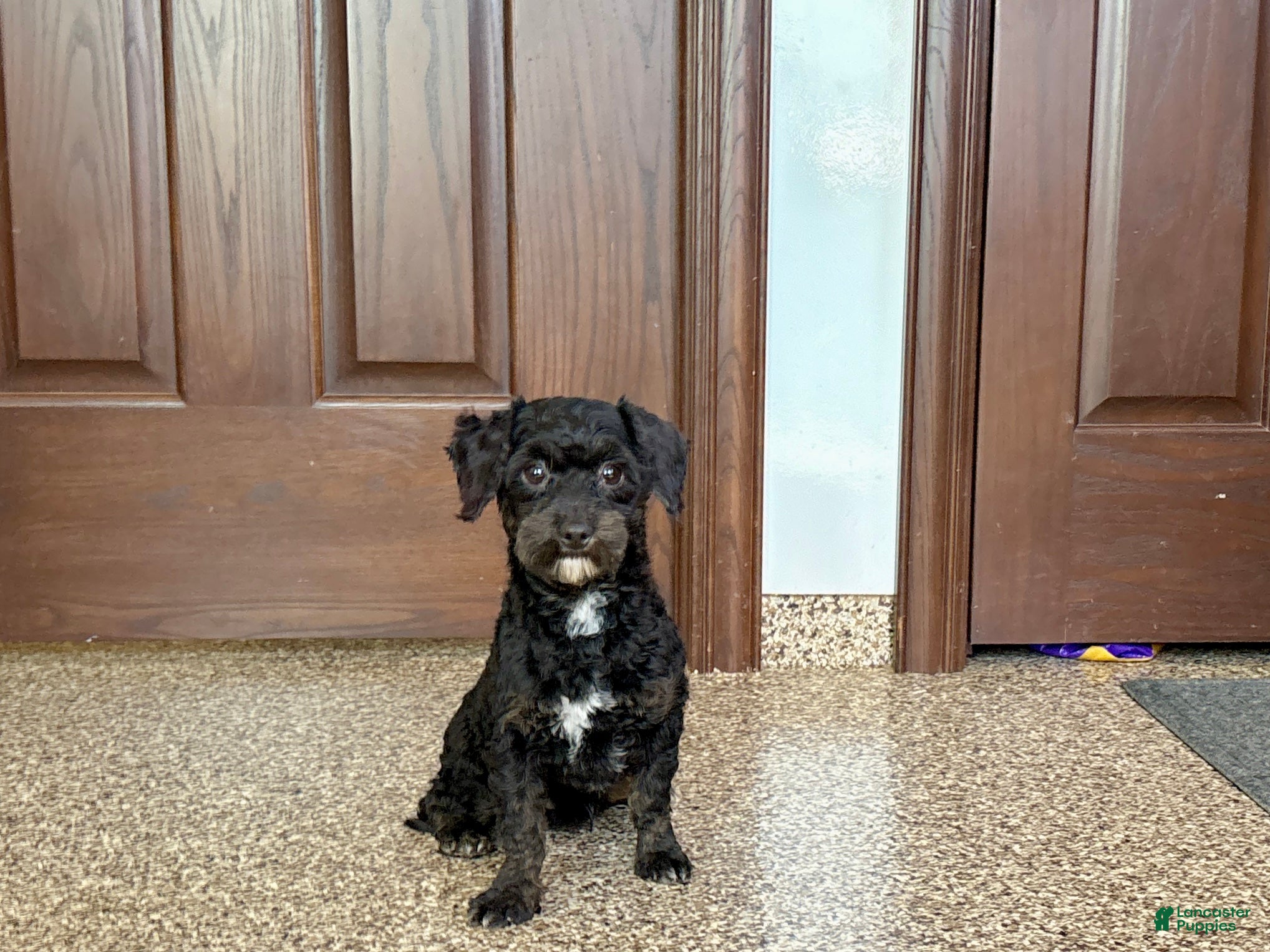 Havapoo dogs Terry - Ad 31