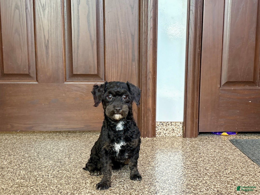 Havapoo dogs for sale: Terry - Ad 1