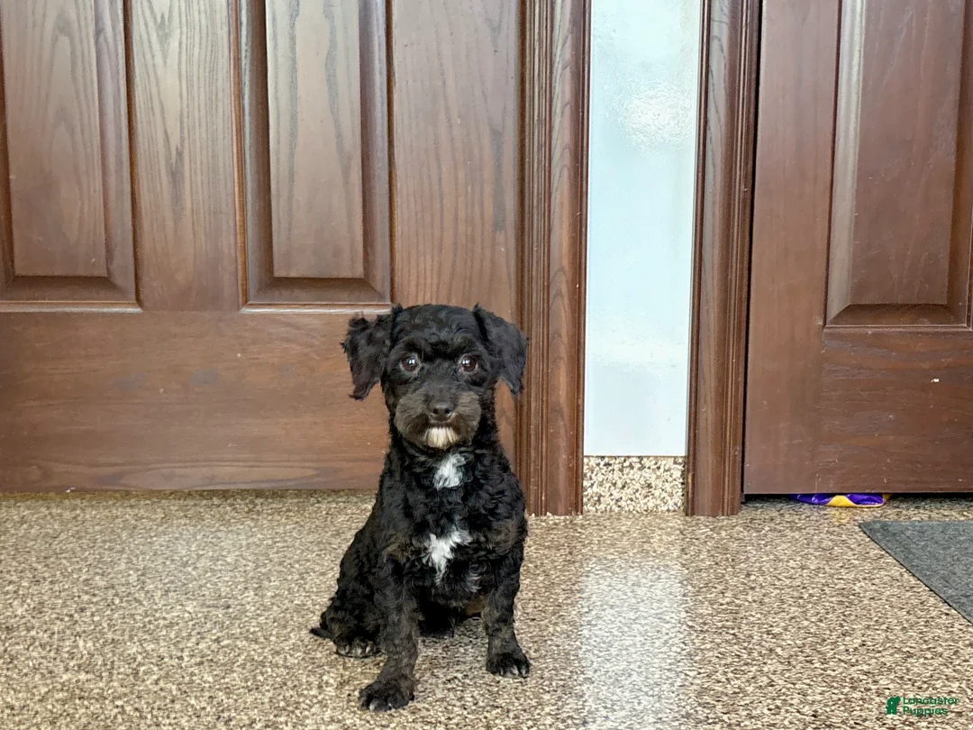 Havapoo dogs for sale: Terry - Ad 1