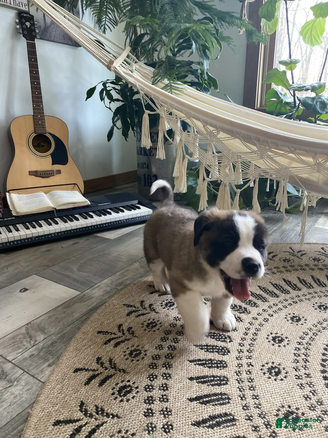 Saint Bernard dogs for sale: MARSHEL - Ad 4