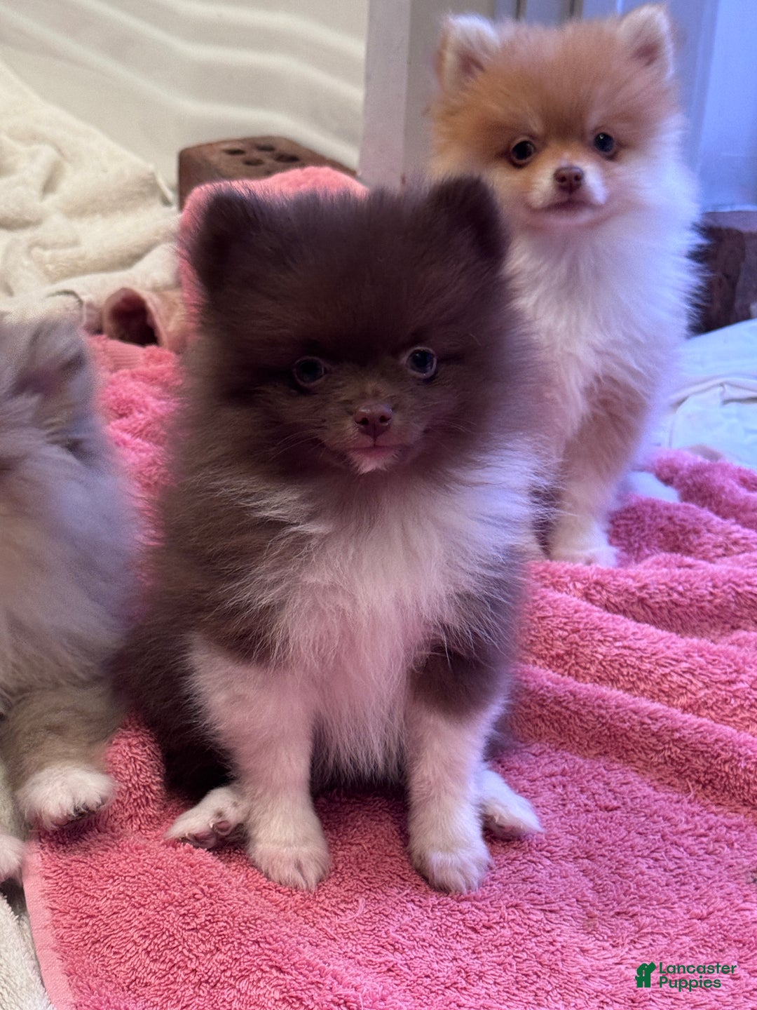 Pomeranian dogs for sale: Gus Gus  - Ad 1