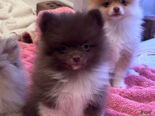 Pomeranian dogs Gus Gus - Ad 22