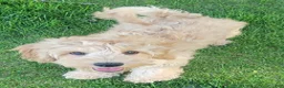 Mini Goldendoodle dogs for sale: Benny Male  - Ad 1