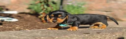 Miniature Dachshund dogs for sale: Luca - Ad 7