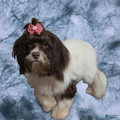 Junie