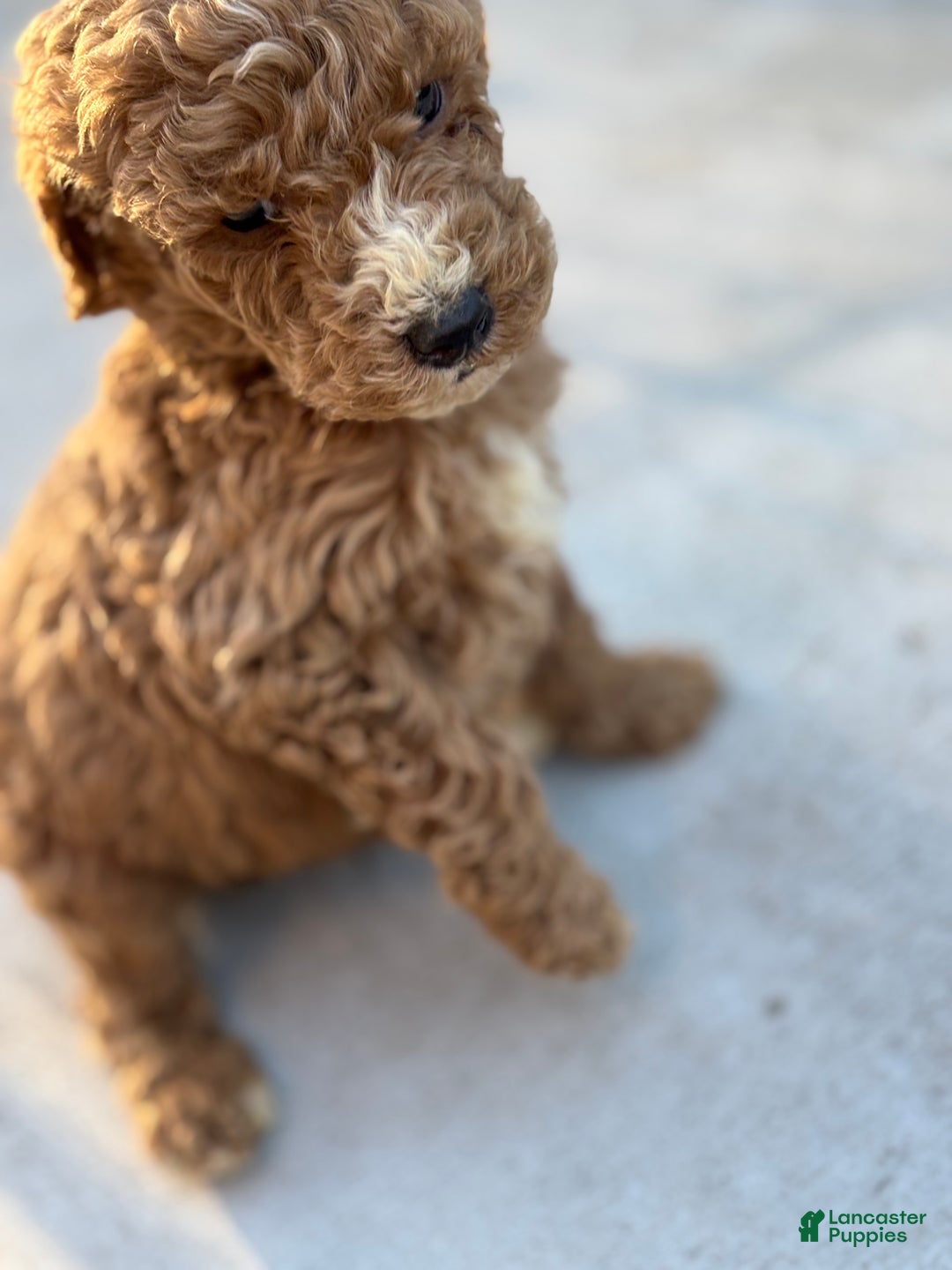 Standard Poodle dogs for sale: Atlas - Ad 5