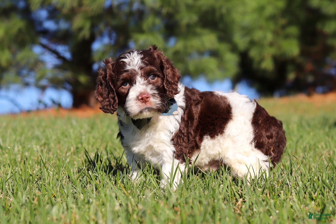 Cockapoo dogs for sale: Max - Ad 1