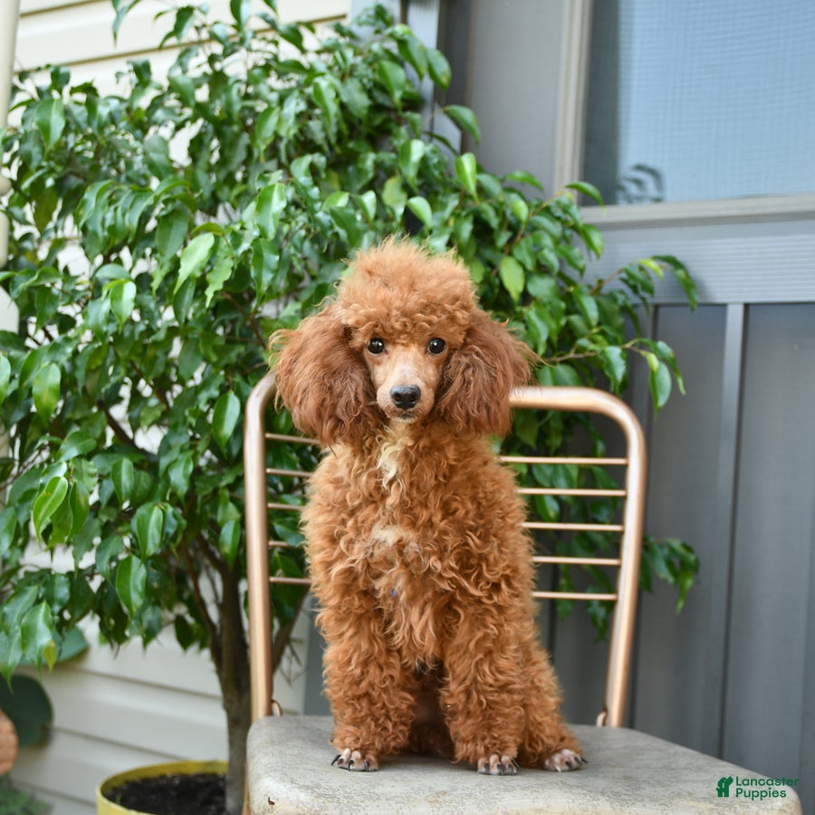 Miniature Poodle dogs for sale: Queenie - Ad 7