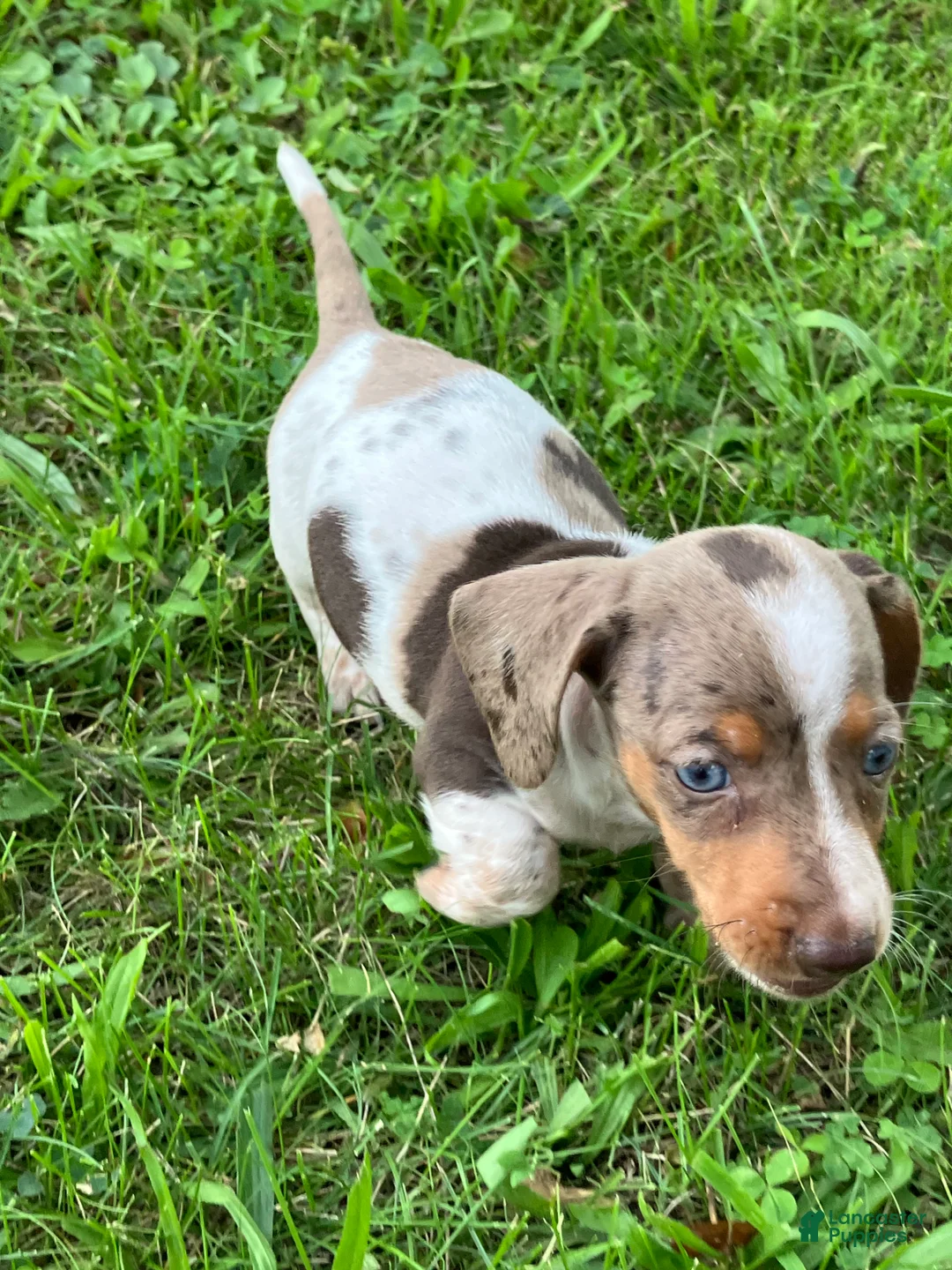 Miniature Dachshund dogs for sale: Akc Davon - Ad 2
