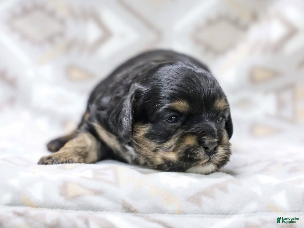 Cavapoo dogs Jody - Ad 13