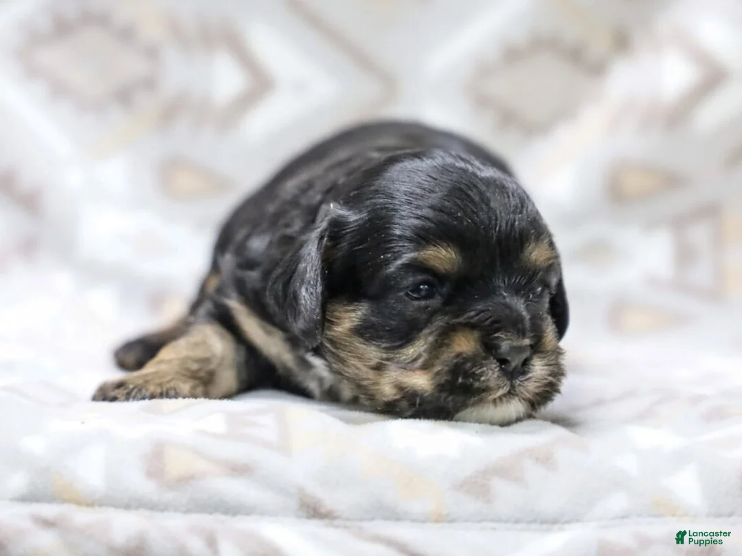 Cavapoo dogs for sale: Jody - Ad 1