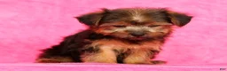Yorkshire Terrier dogs for sale: Mia - Ad 6