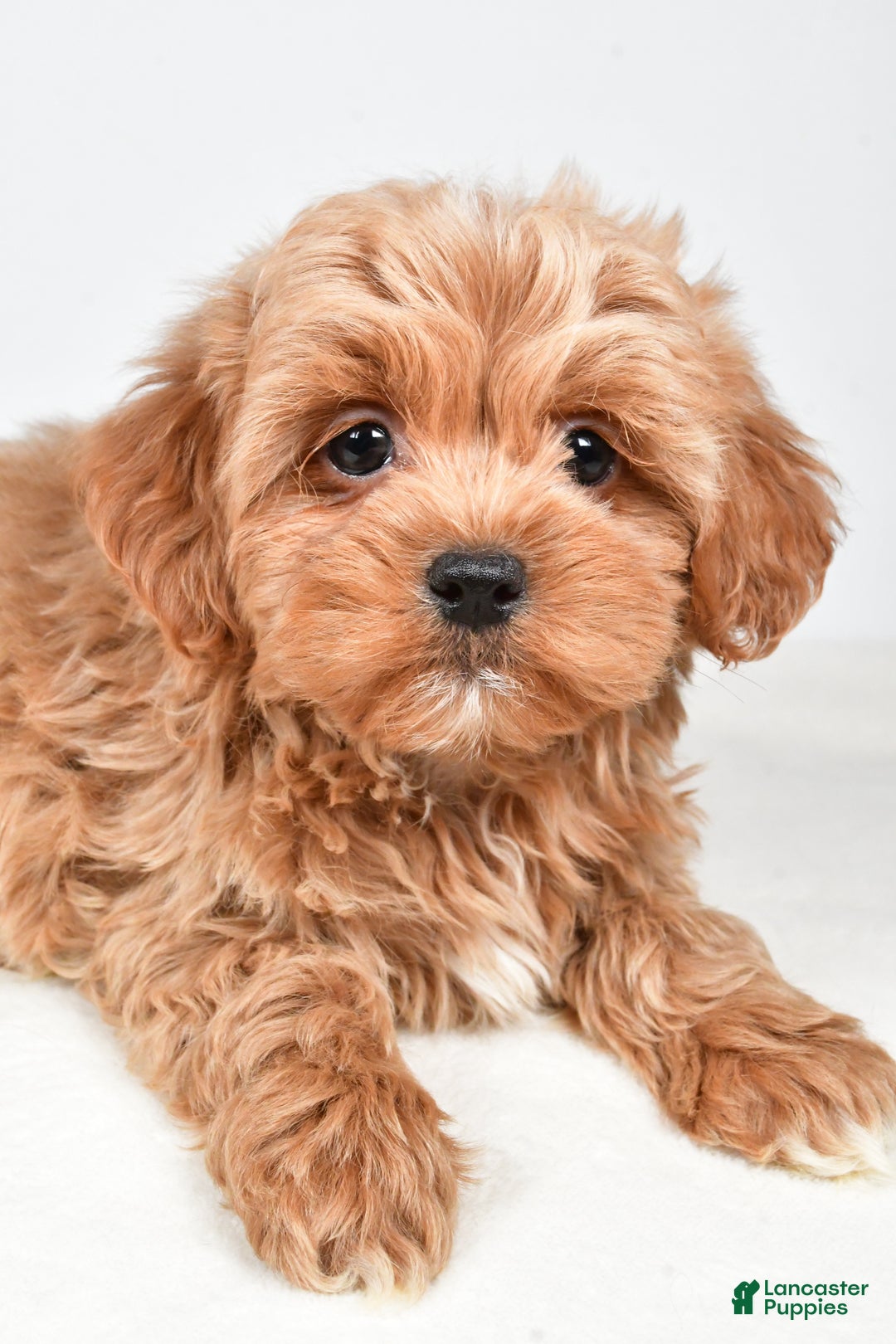 Shihpoo dogs for sale: Jagger - Ad 5