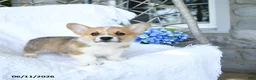 Welsh Corgi Pembroke dogs for sale: Kooper - Ad 5