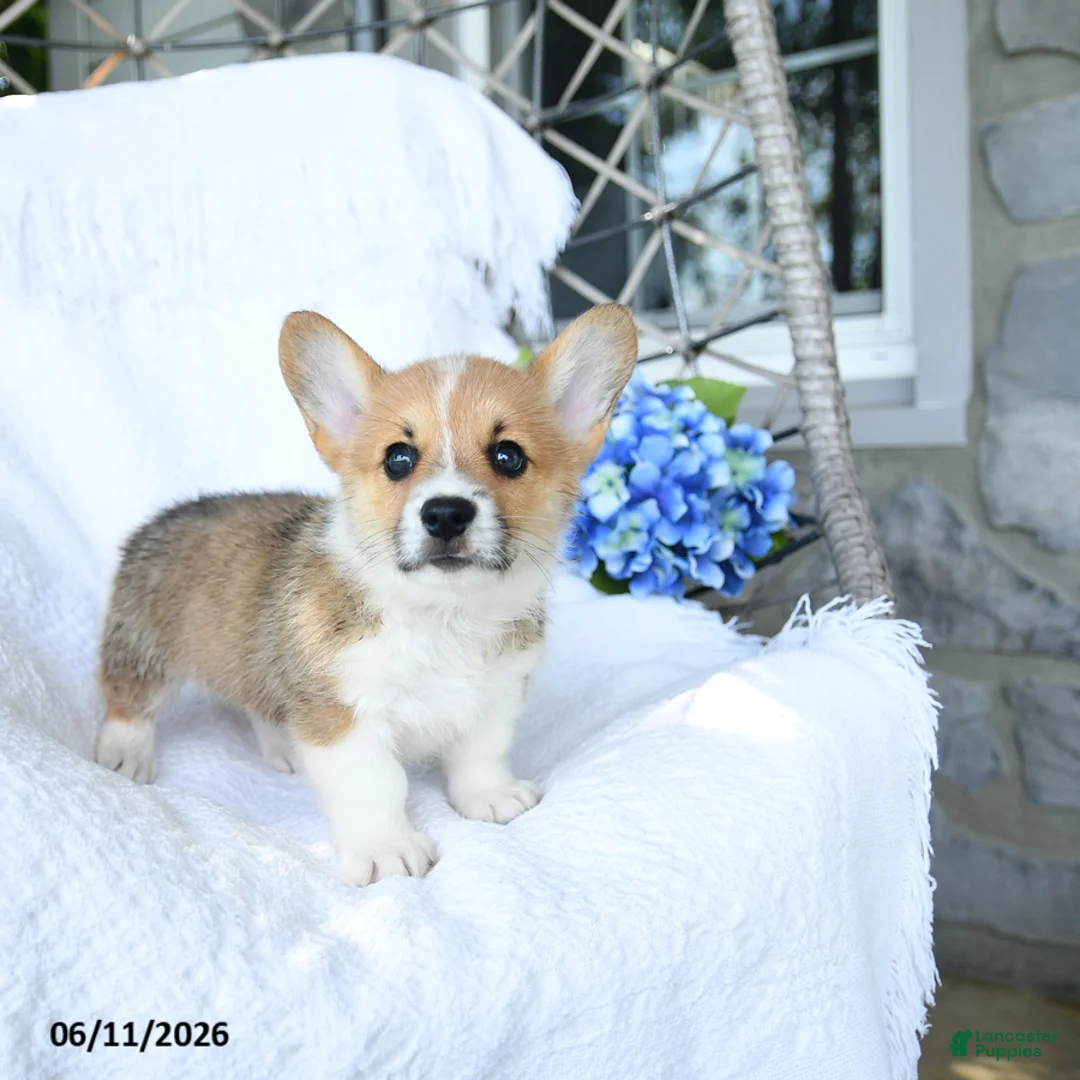 Welsh Corgi Pembroke dogs for sale: Kooper - Ad 5