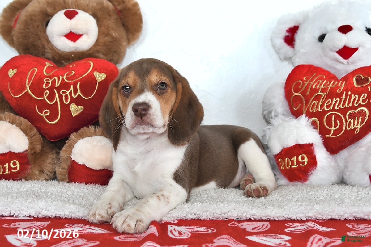 Beagle dogs Cooper - Ad 4