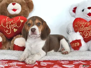 Beagle dogs Cooper - Ad 4